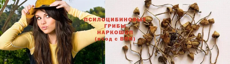 Галлюциногенные грибы MAGIC MUSHROOMS  где можно купить   Балей 